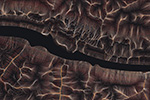 Epiflow image