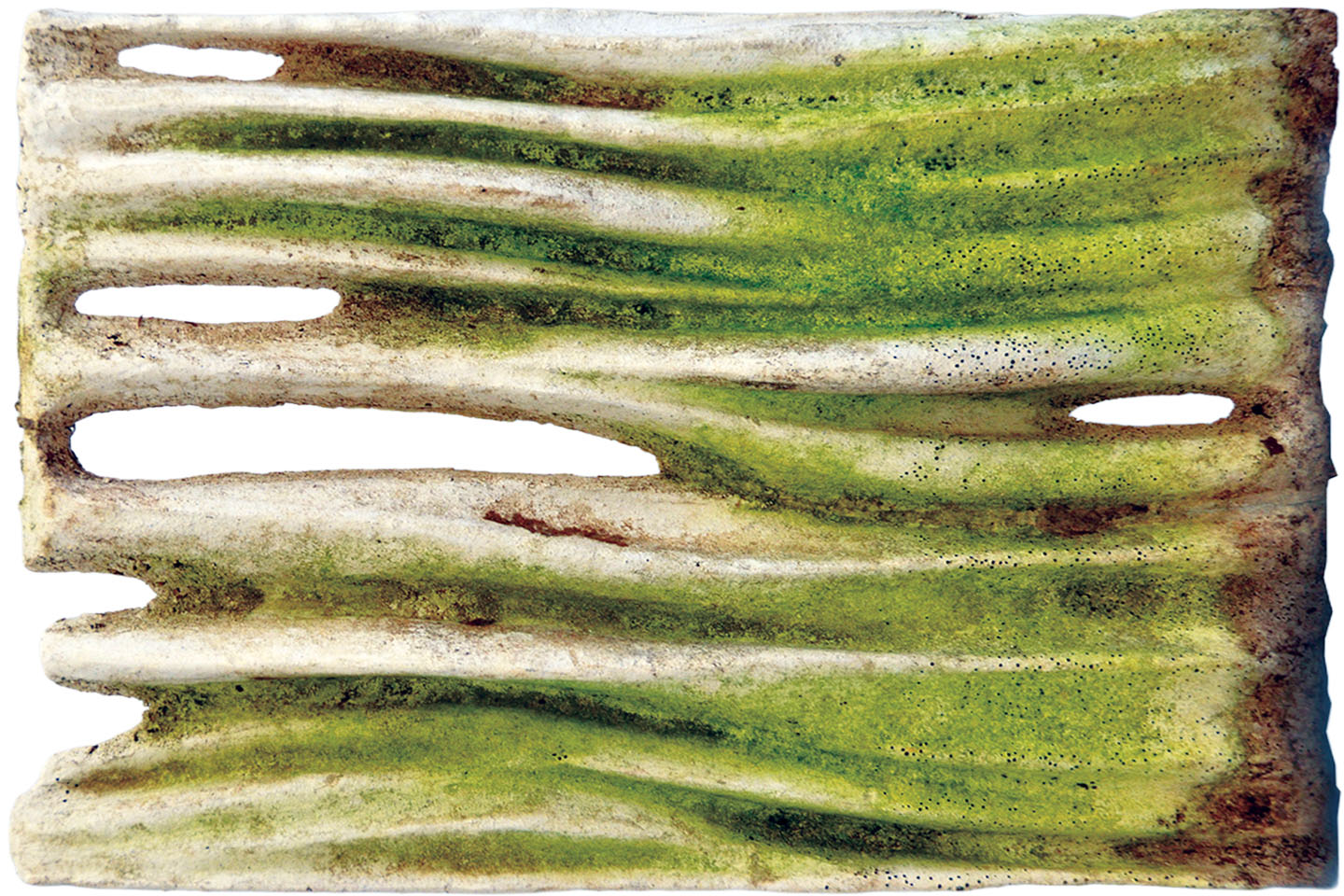Moss Regimes Images