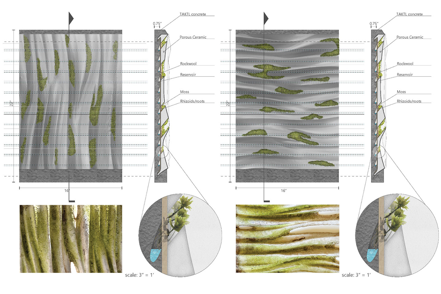 Moss Regimes Images
