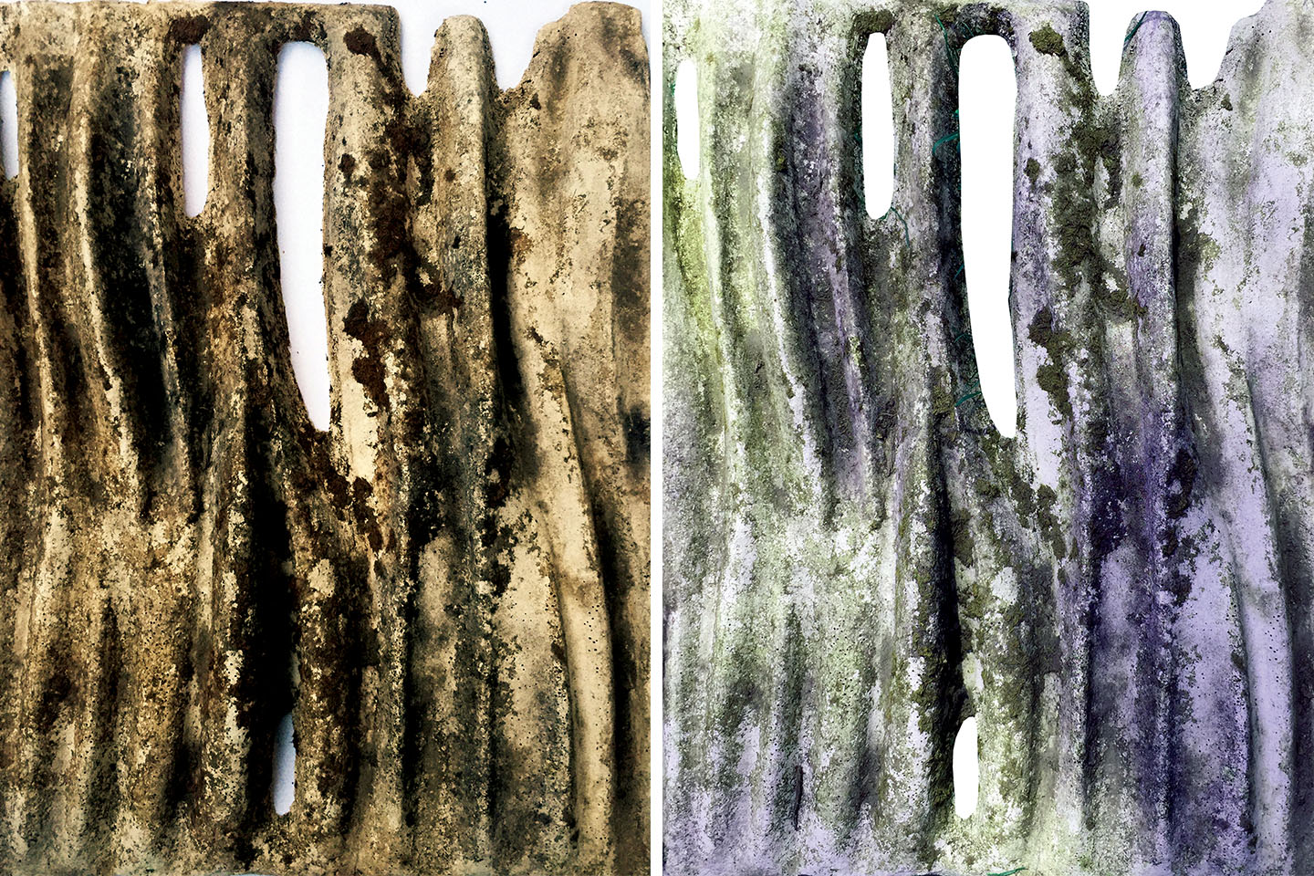 Moss Regimes Images