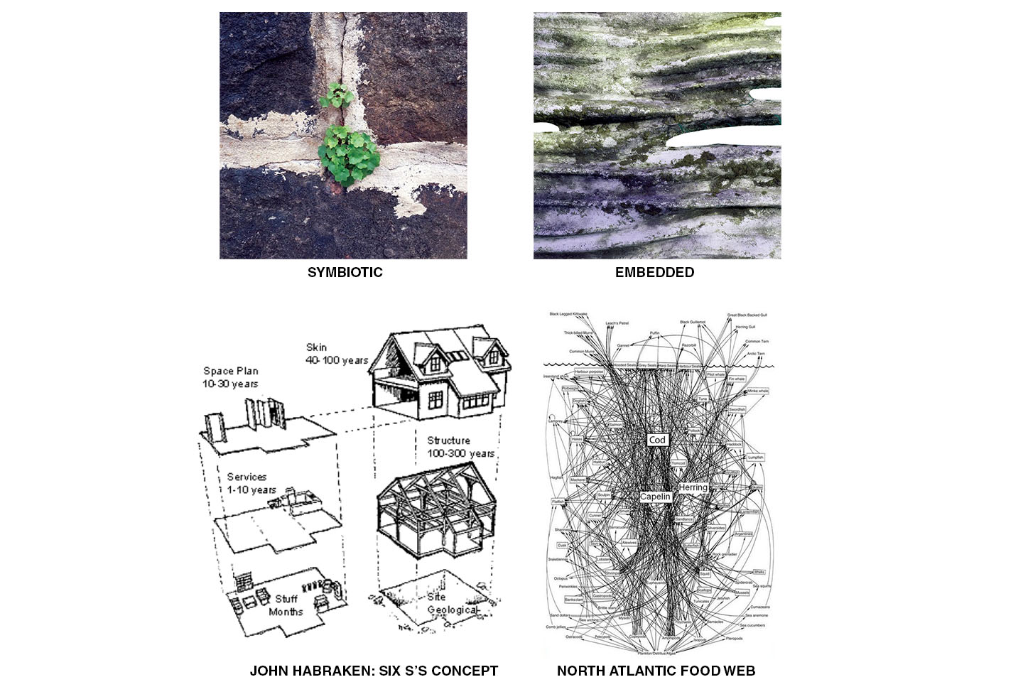 Moss Regimes Images