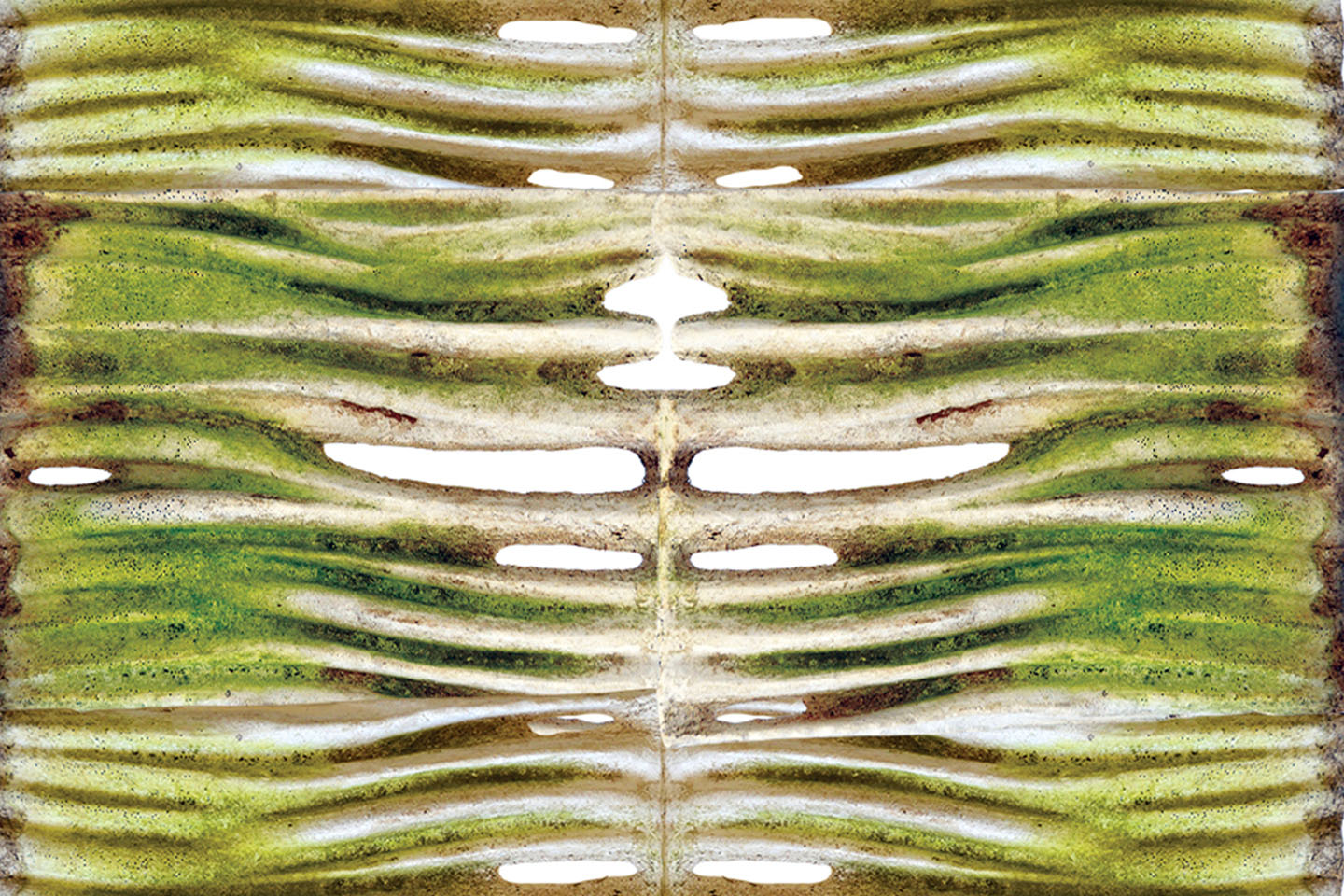 Moss Regimes Images