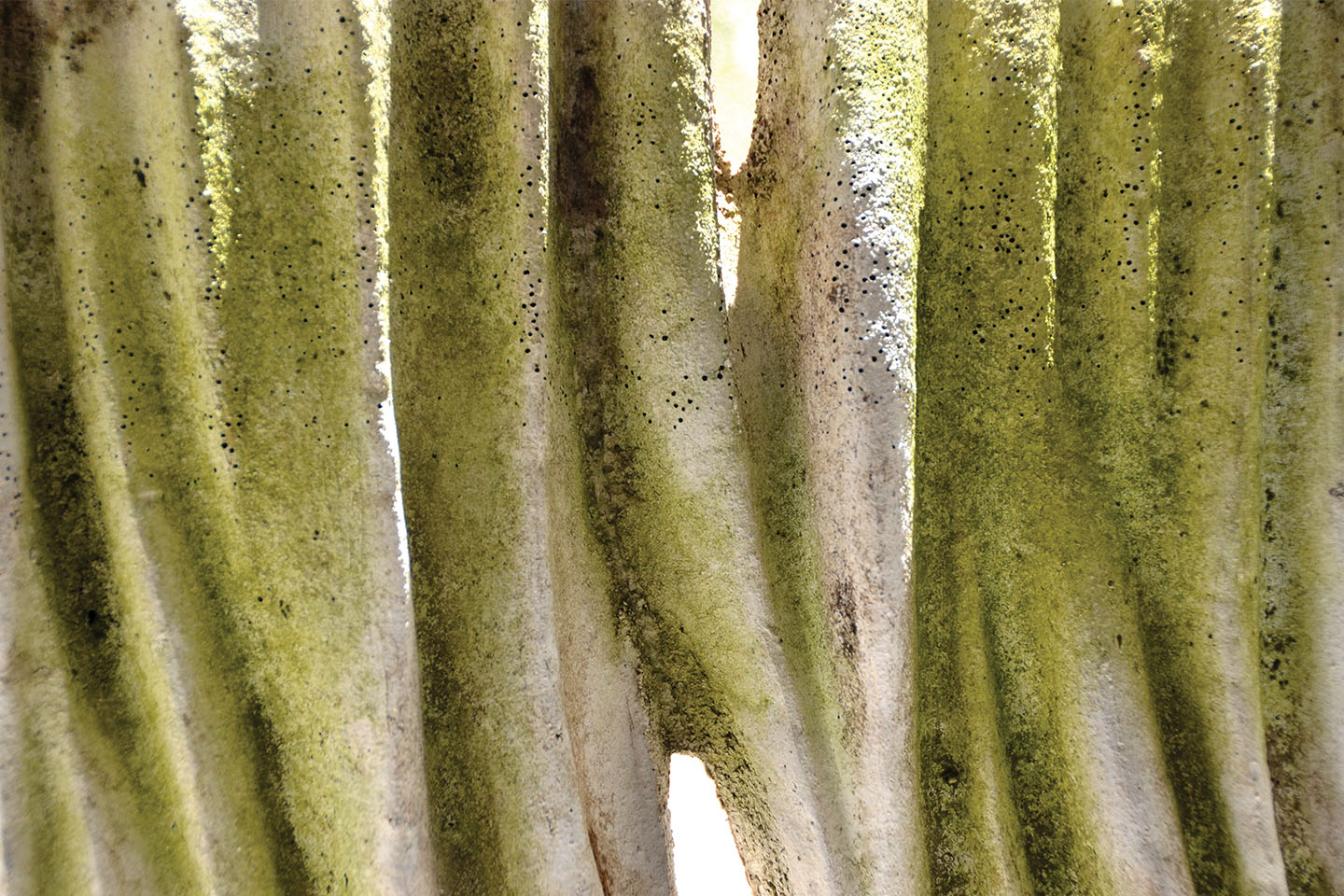 Moss Regimes Images