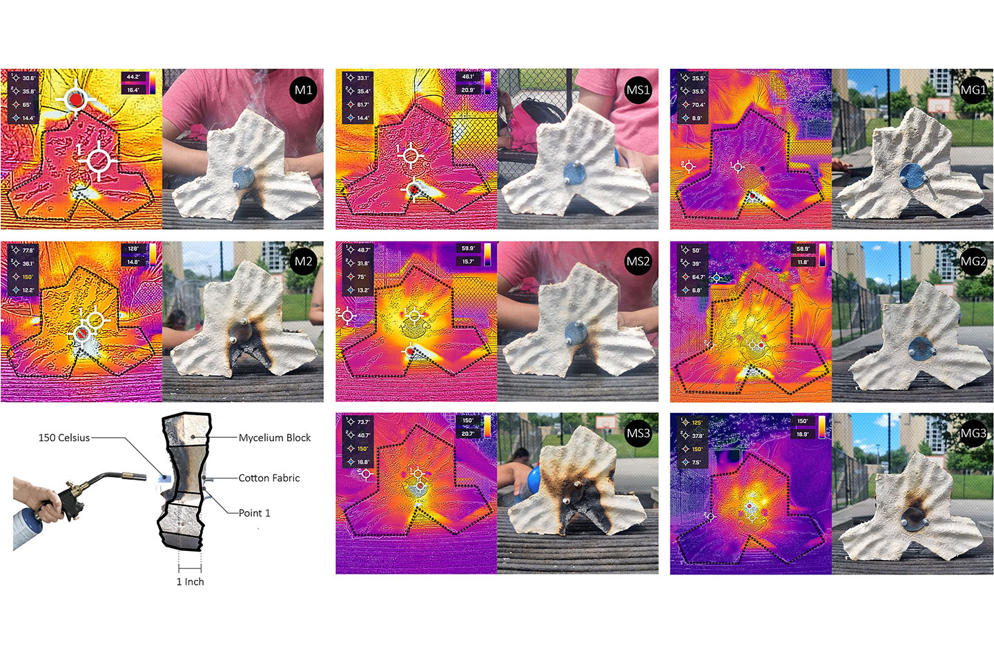 MycoFlame Image