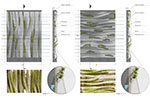 Moss Regimes Images