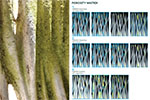 Moss Regimes Images