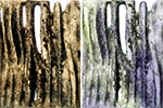 Moss Regimes Images