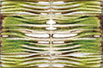 Moss Regimes Images