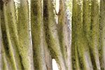 Moss Regimes Images