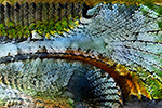 CycleGAN
